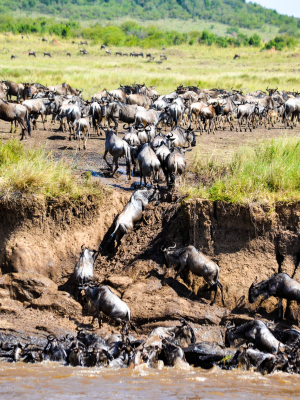 MaasaiMara