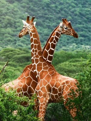 Tanzania